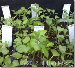 2012 8-29 Seedlings (4)_thumb[7]