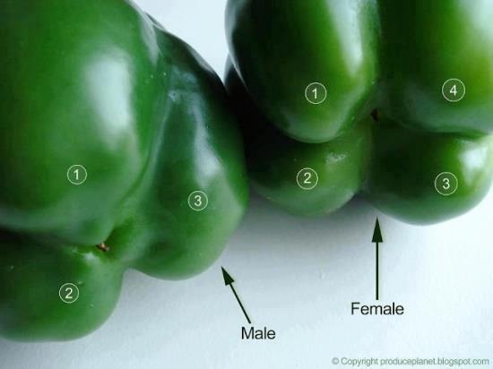 bell-pepper-sex-hoax-image.jpg