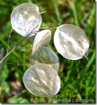 Lunaria Seed Pods image by Christian Fischer [CC-BY-SA-3.0 (http://creativecommons.org/licenses/by-sa/3.0)], via Wikimedia Commons