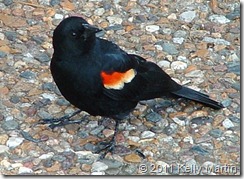 Red-winged_blackbird