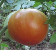 Ripe tomato