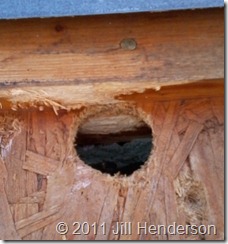 Woodpecker Hole © 2011 Jill Henderson