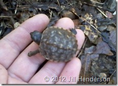 2012 4-4 Box Turtle Hatchling (2)sm