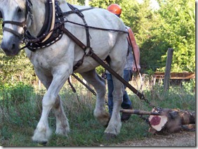 Horse Logging Demonstration