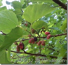 Red Mulberry - Copyright 2012 Jill Henderson