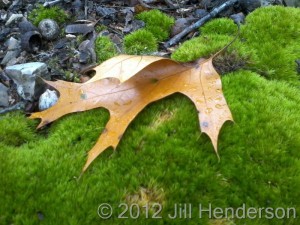 Leaf & Moss - copyright Jill Henderson
