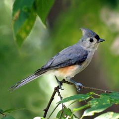 Tufted Titmouse by Mike's Birds via Wikimedia Commons