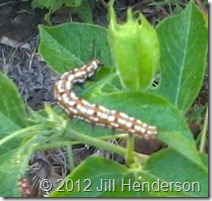Unknown Caterpillar on Passionfruit Vine - Copyright Jill Henderson