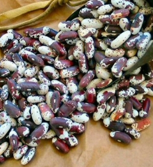Jacob's Cattle beans