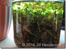 2014 5-10 Chickweed Infusion (2)