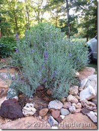 Rocks make excellent mulch for woody perennials like lavender.