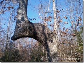 One of three bent trees found on my property.  Copyright Jill Henderson