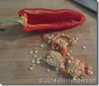 Pepper - Paprika (4)