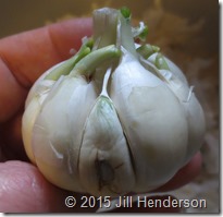 Don't let your stored garlic go to waste!