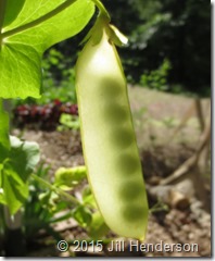 Snow peas will cross with snow, snap and shell peas.