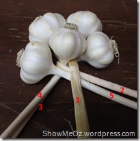 2014 6-30 How to braid garlic Step (3)