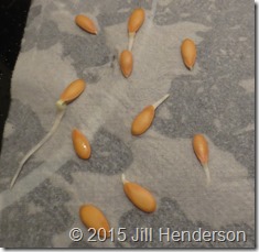 Testing seed quality and germination rates. showmeoz.wordpress.com