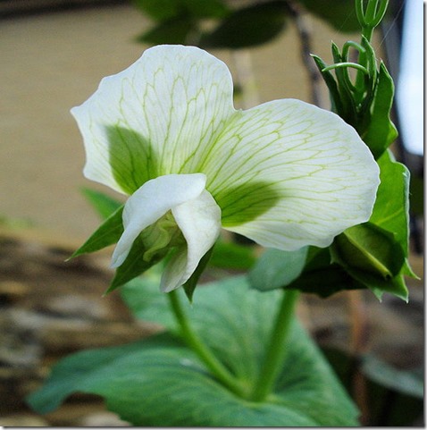 Pea's are an example of perfect self-pollinating flowers.
