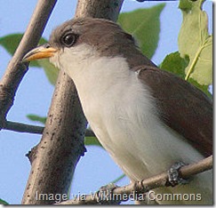 Mature Yellow-billed Cuckoo (Coccyzus-americanus) Image via By No machine-readable author provided. Factumquintus assumed (based on copyright claims). [GFDL (http://www.gnu.org/copyleft/fdl.html) or CC-BY-SA-3.0 (http://creativecommons.org/licenses/by-sa/3.0/)], via Wikimedia Commons