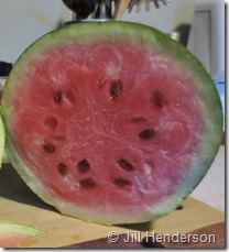 Saving watermelon seeds. Image copyright Jill Henderson showmeoz.wordpress.com