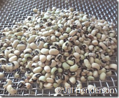 Seed Saving sorting black-eyed peas using seed screens.  Image copyright Jill Henderson showmeoz.wordpress.com