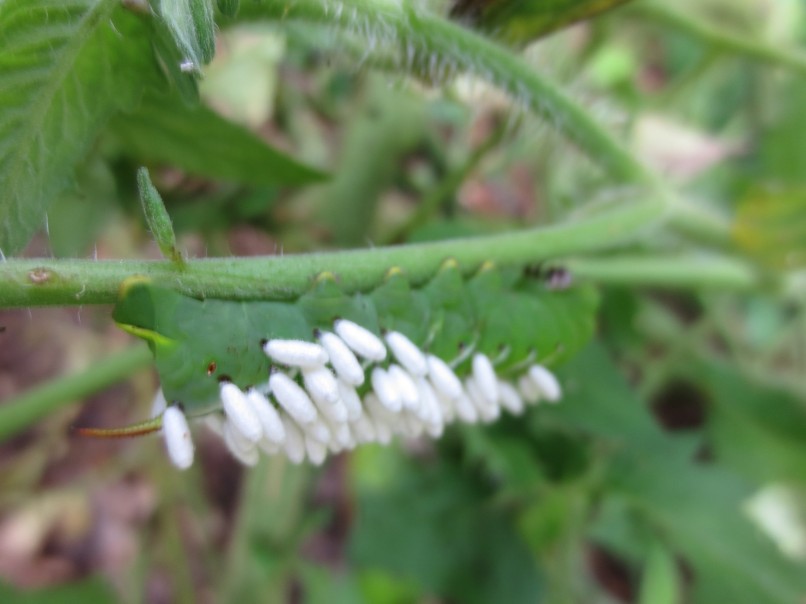 A tomato hornworm parasitized by tachinid fly larvae. Image copyright Jill Henderson All rights reserved. showmeoz.wordpress.com